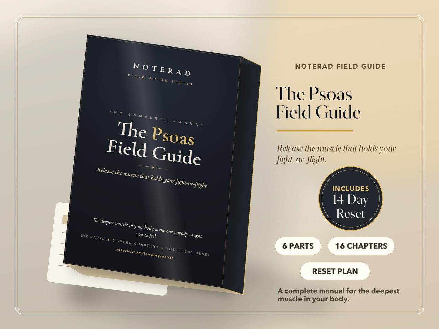 The Psoas Field Guide e-book cover, deep charcoal with gold lettering