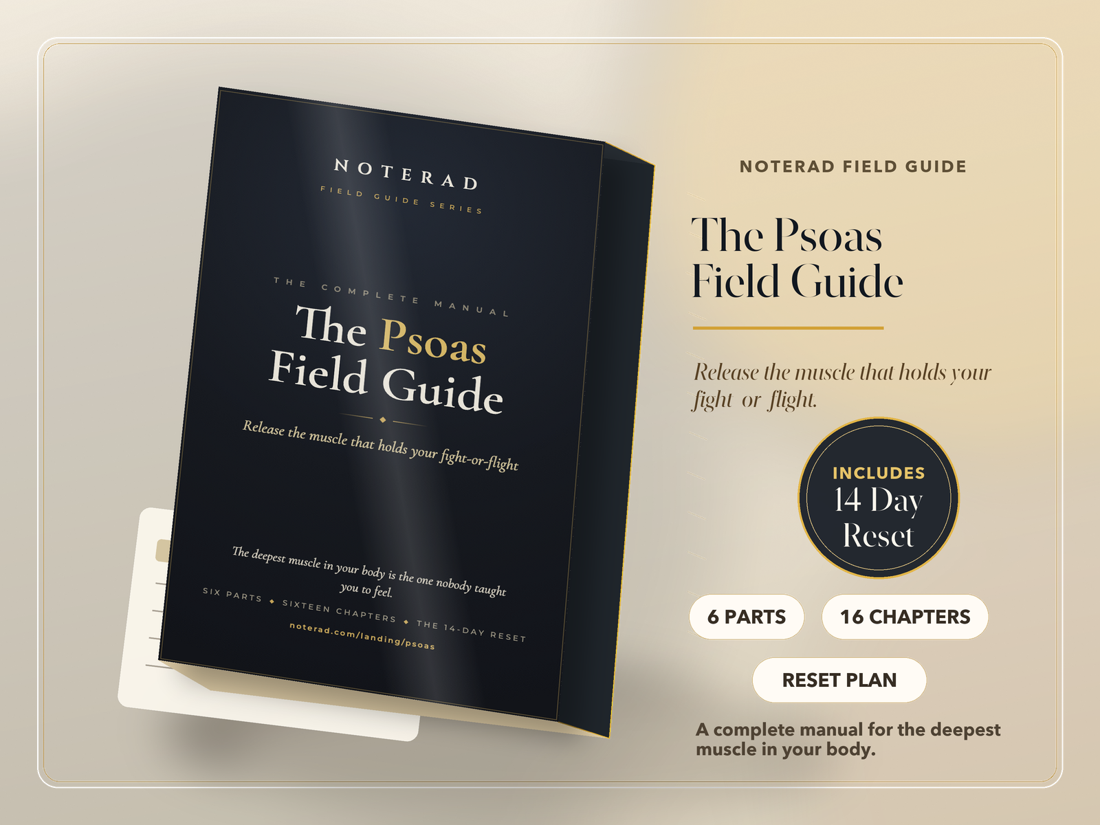The Psoas Field Guide e-book cover, deep charcoal with gold lettering