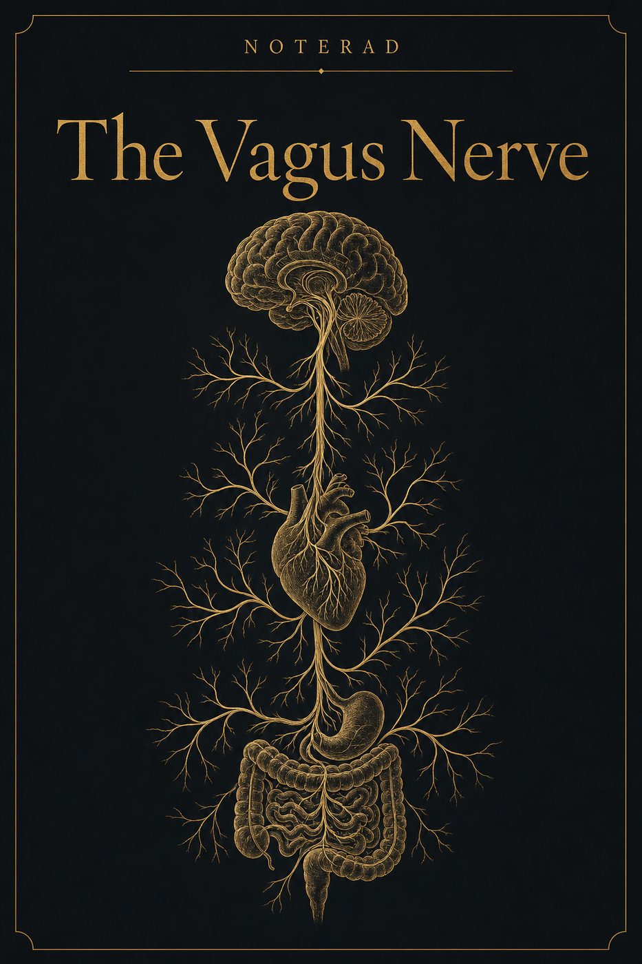 The Vagus Nerve Field Guide e-book cover